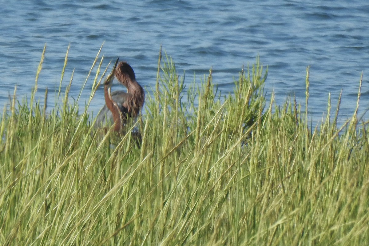 Tricolored Heron - ML640083947