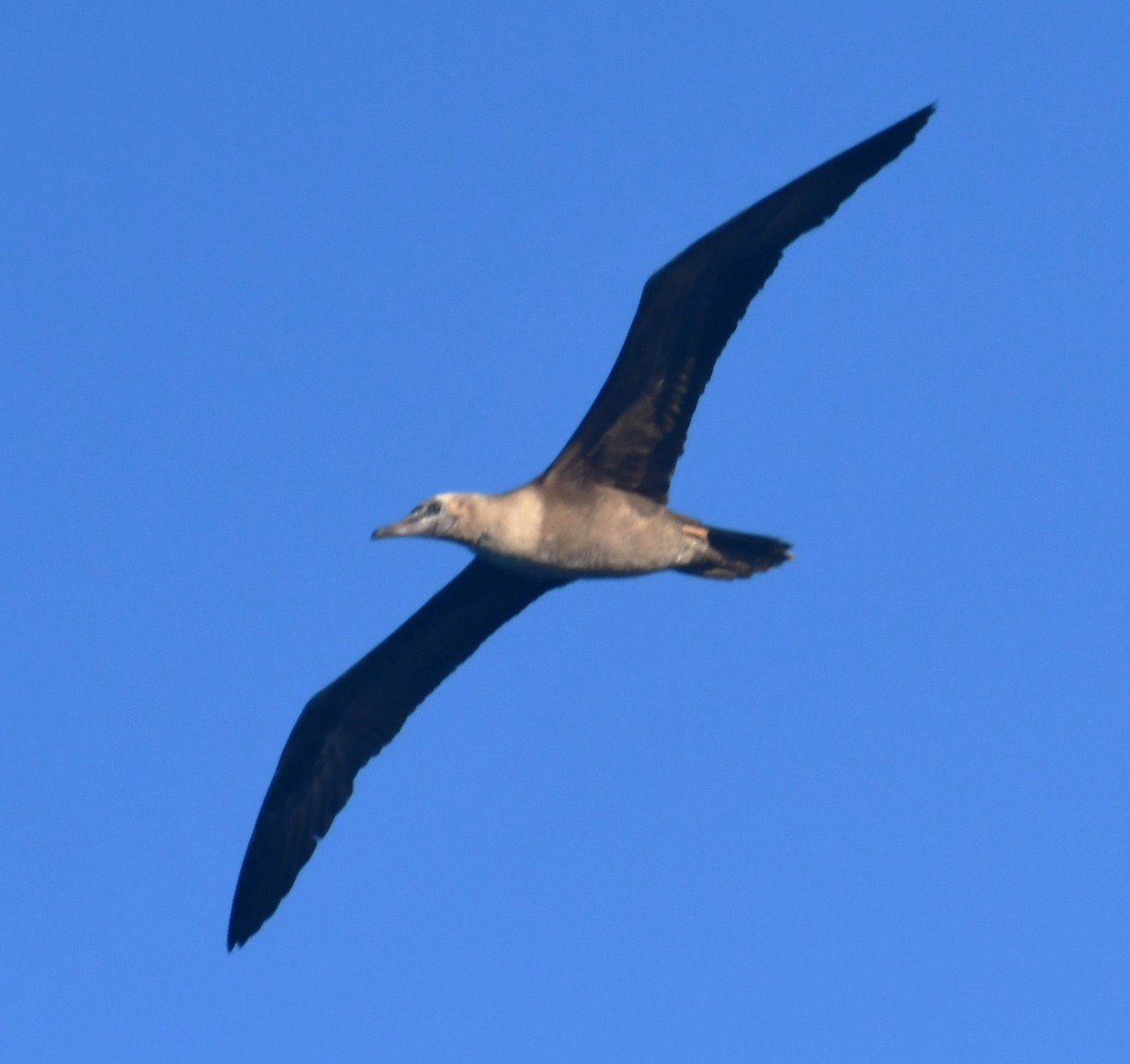 Red-footed Booby - ML640083983