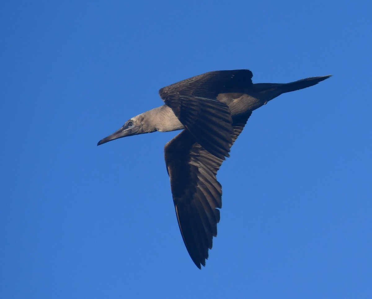 Red-footed Booby - ML640083984