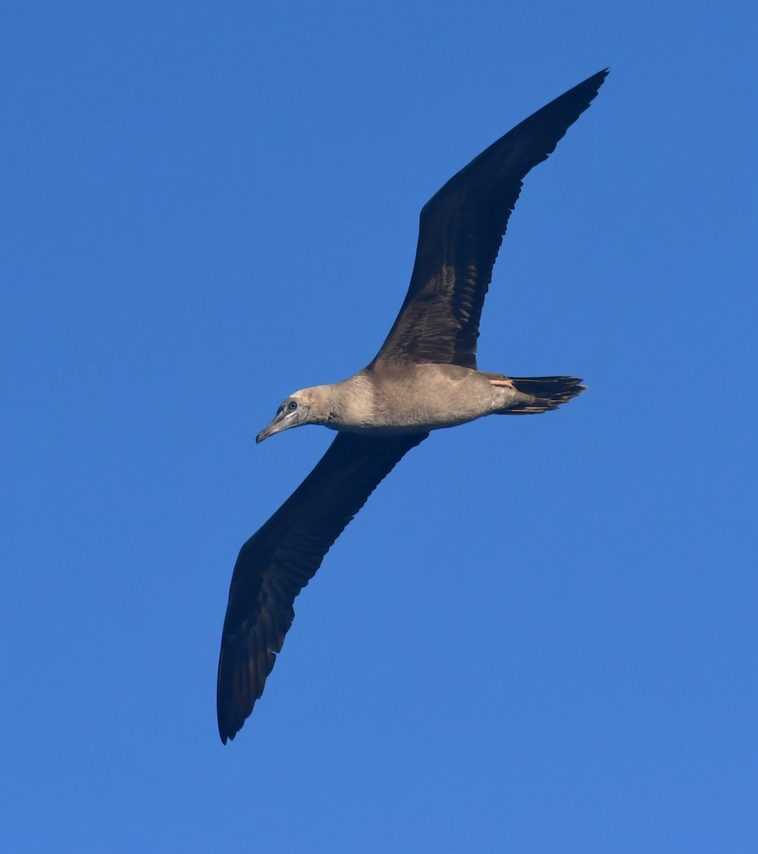 Red-footed Booby - ML640083985