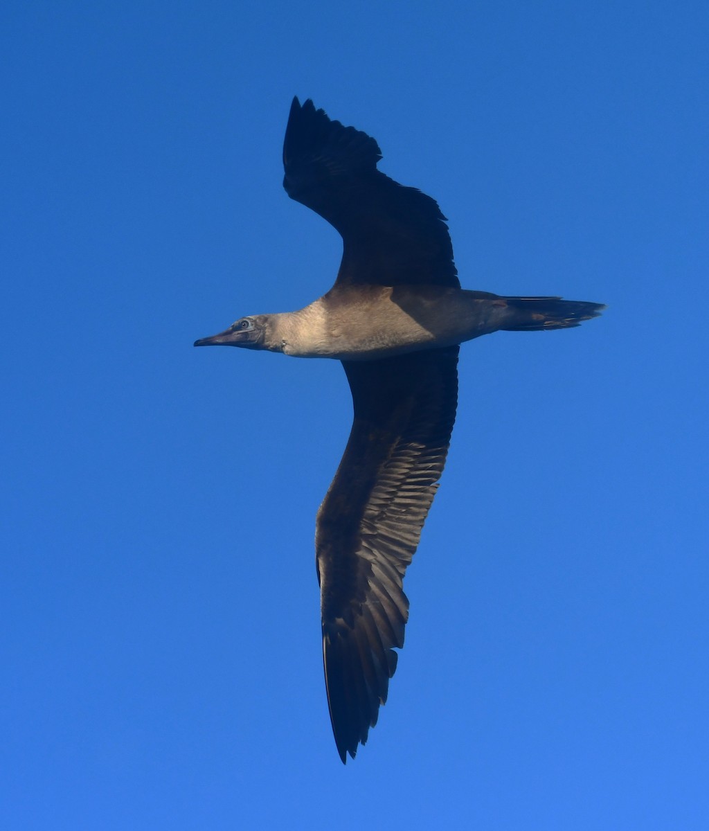 Red-footed Booby - ML640083986