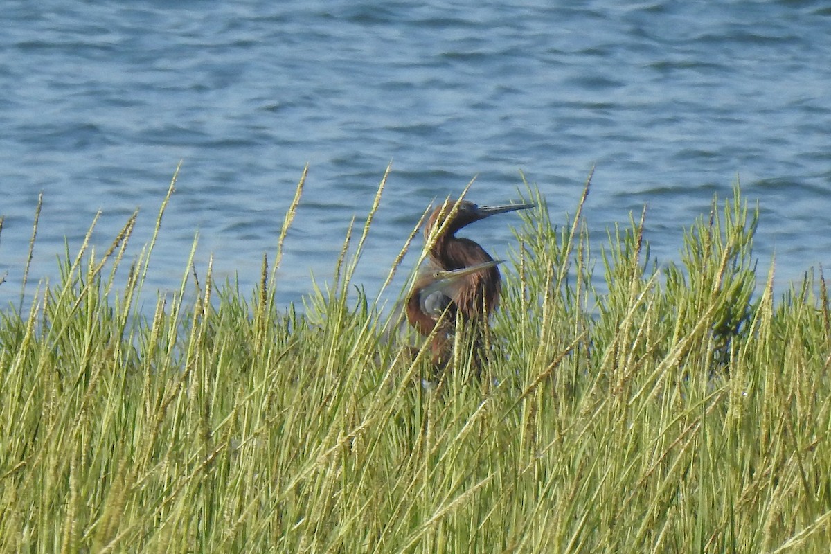 Tricolored Heron - ML640084013