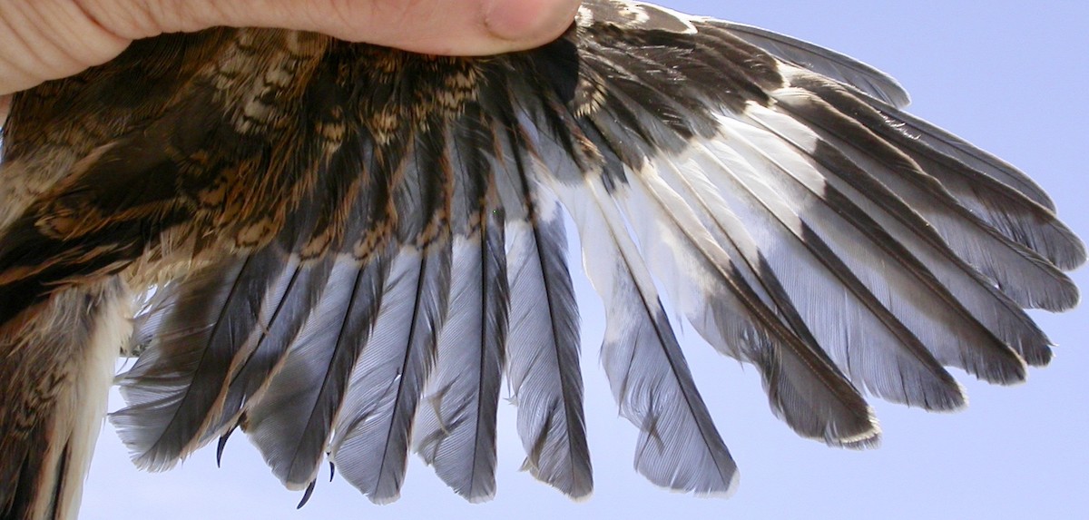 Southern Fiscal - ML640084019