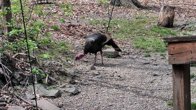 Wild Turkey - ML640084065