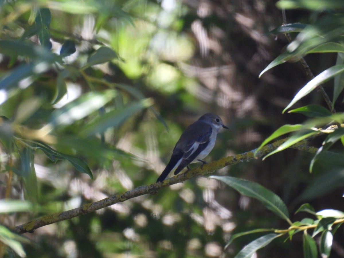 European Pied Flycatcher - ML640084066