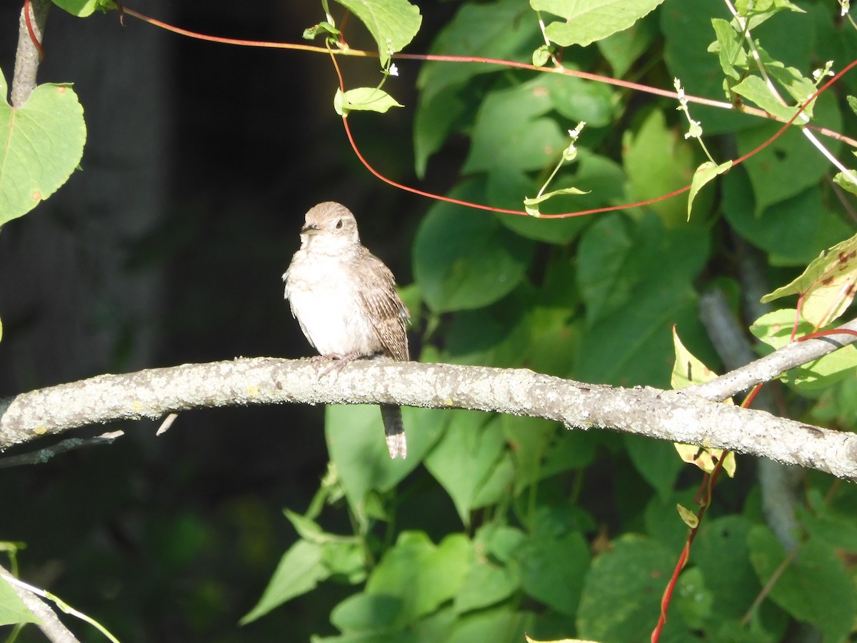 Northern House Wren - ML640084149