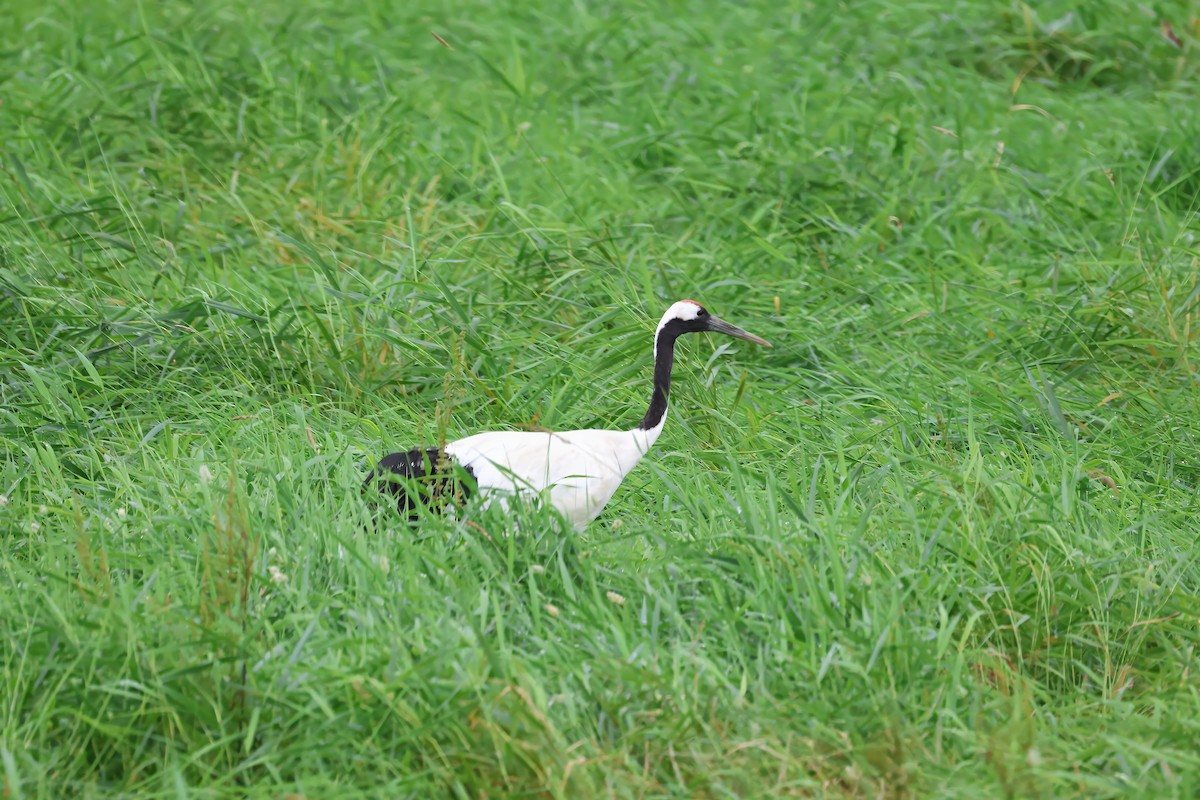 Red-crowned Crane - ML640084186