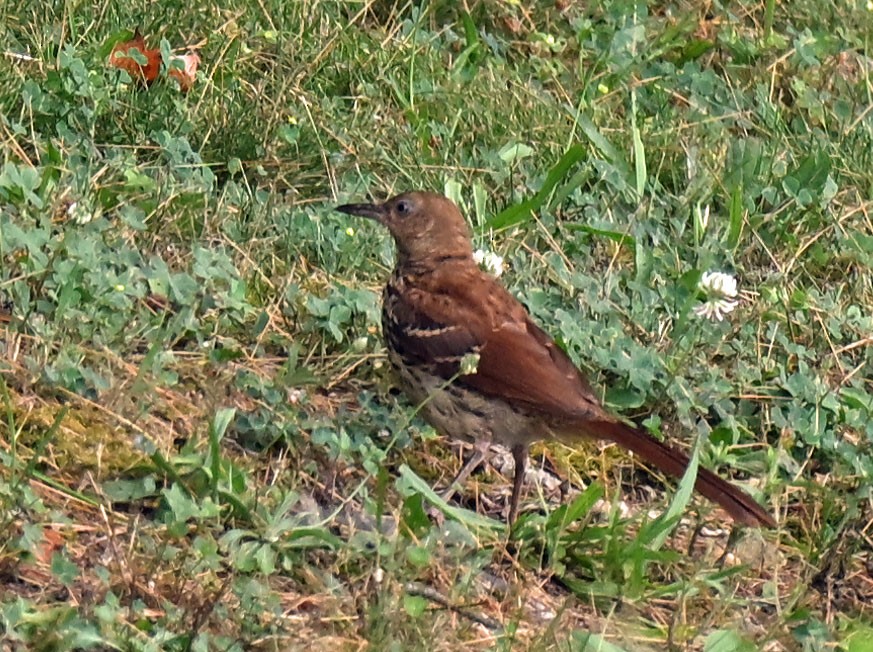 チャイロツグミモドキ - ML640084270