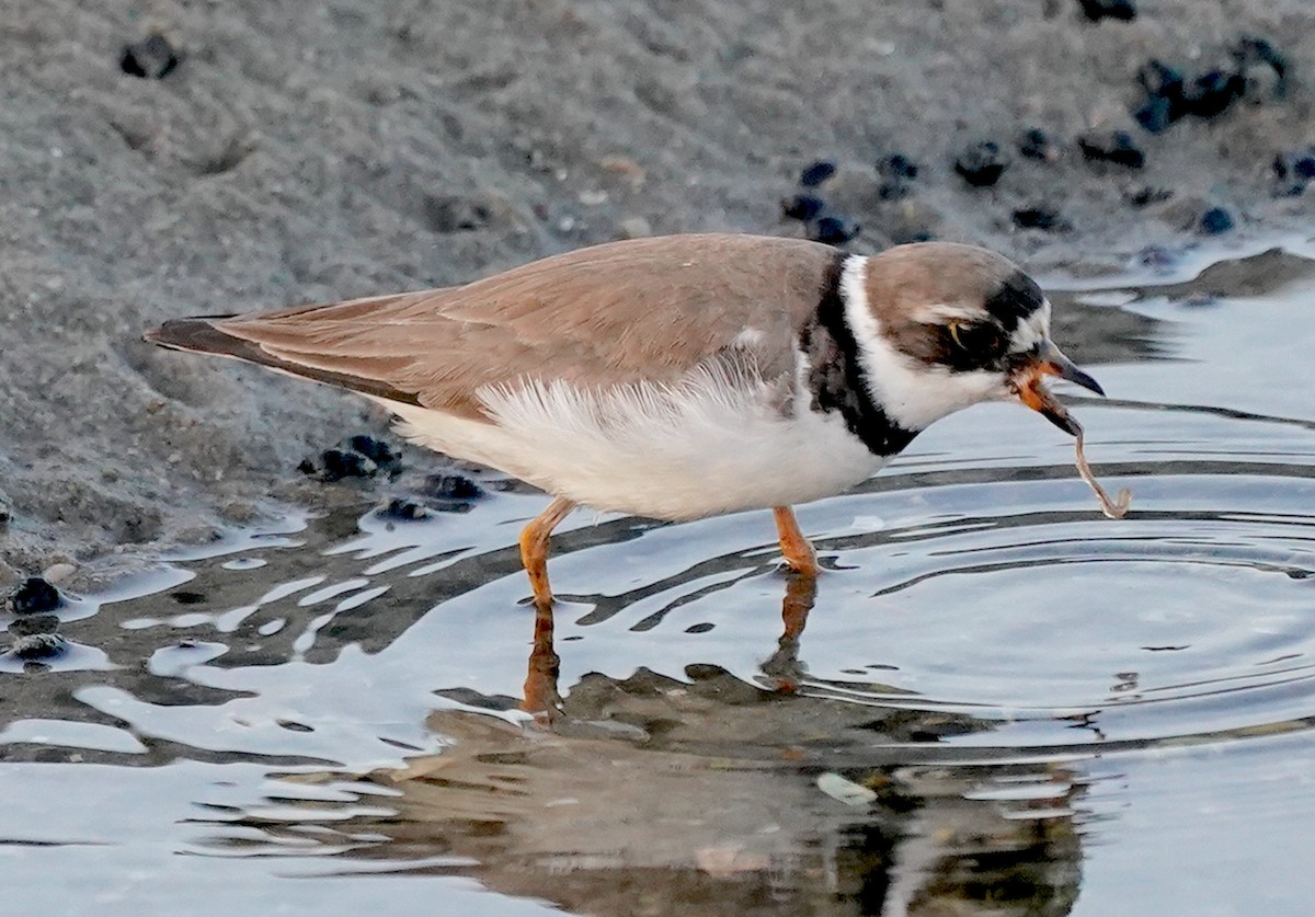 Semipalmated Plover - ML640084272