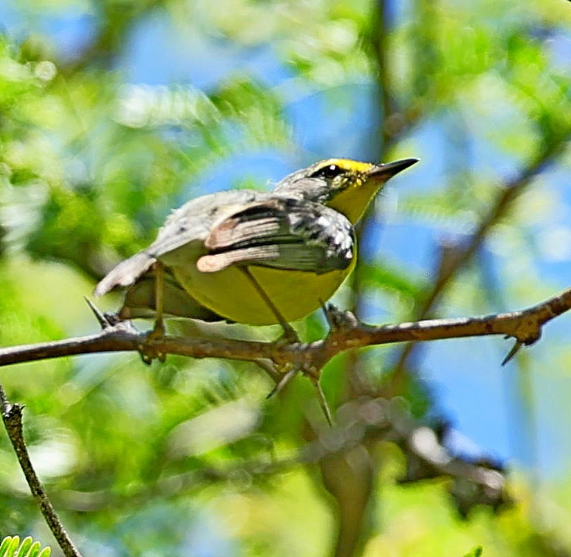 Adelaide's Warbler - ML640084277