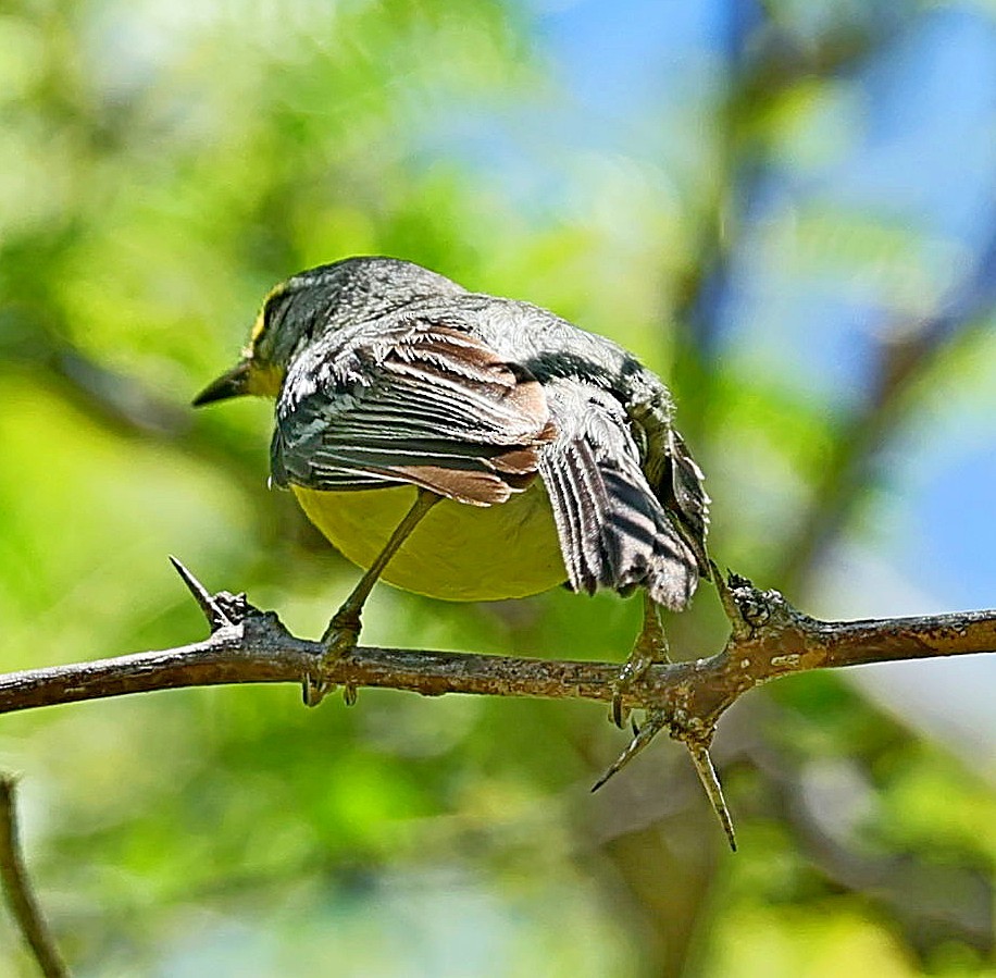 Adelaide's Warbler - ML640084278