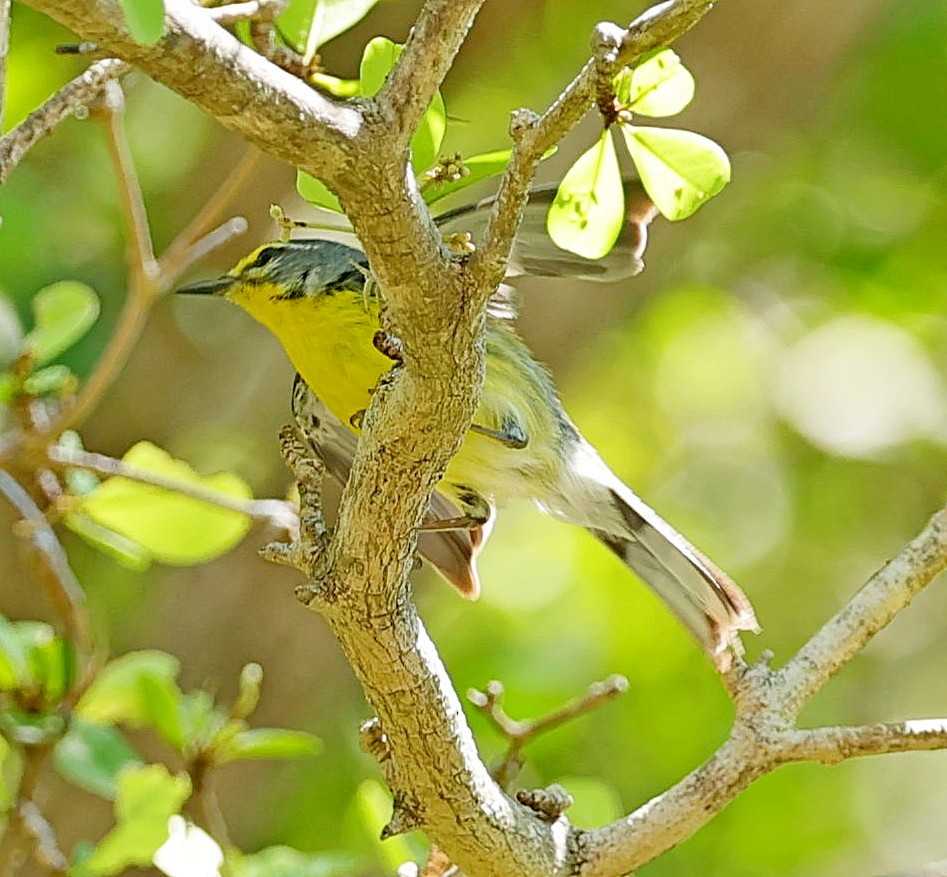 Adelaide's Warbler - ML640084279