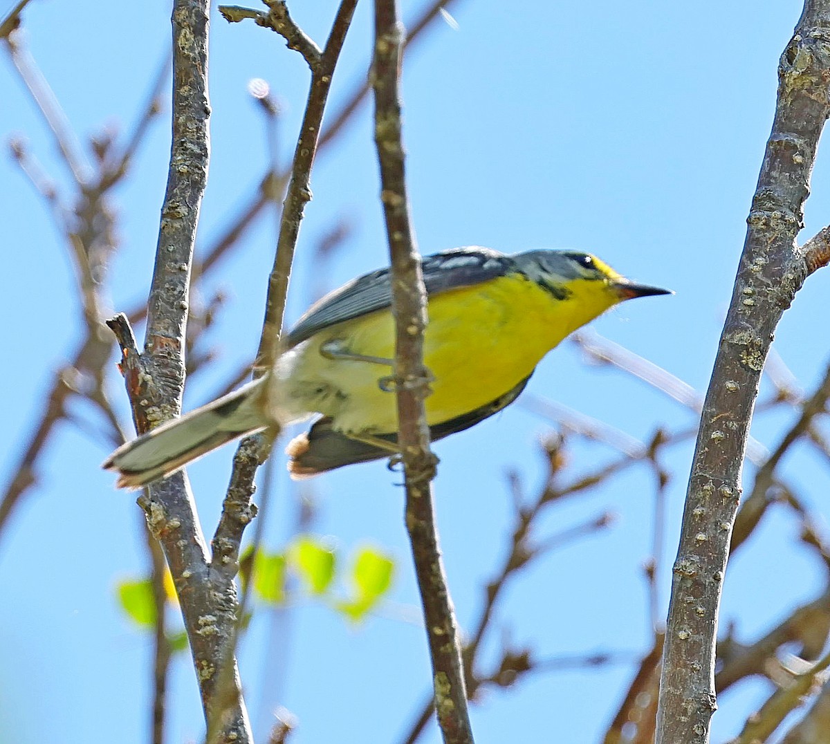 Adelaide's Warbler - ML640084280