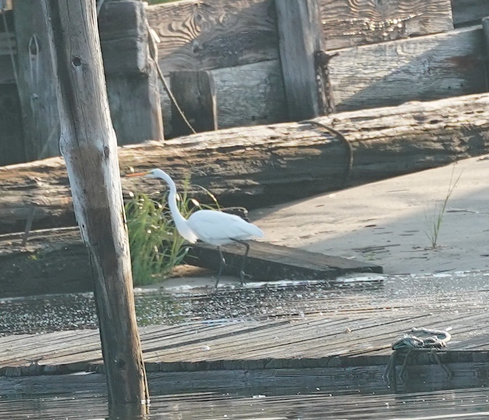 Great Egret - ML640084283