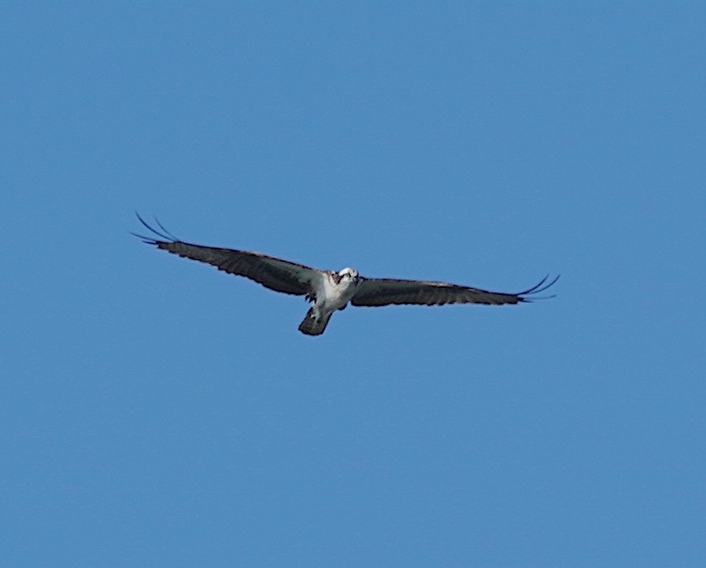 Osprey - ML640084284
