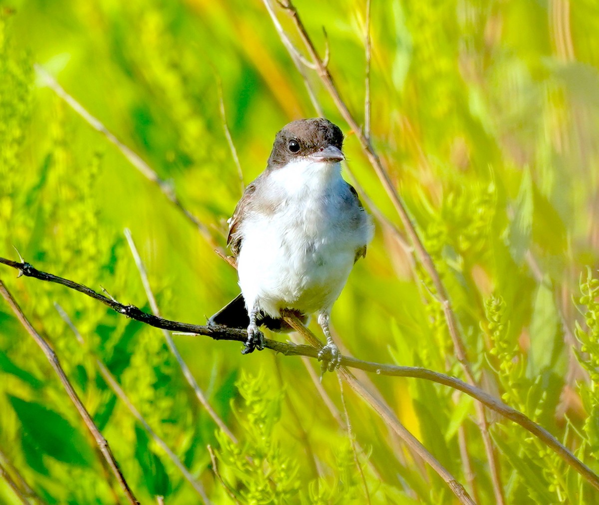 Eastern Kingbird - ML640084286
