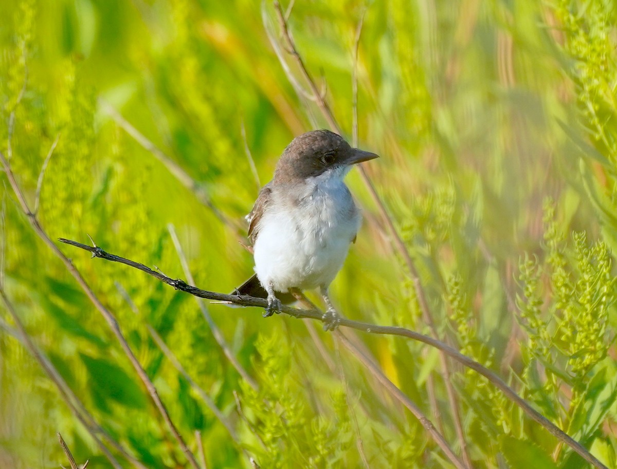 Eastern Kingbird - ML640084287
