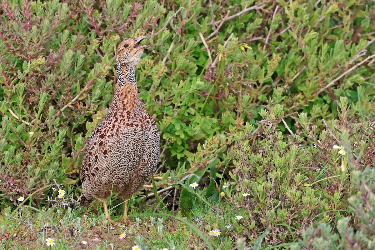 Gray-winged Francolin - ML640084313