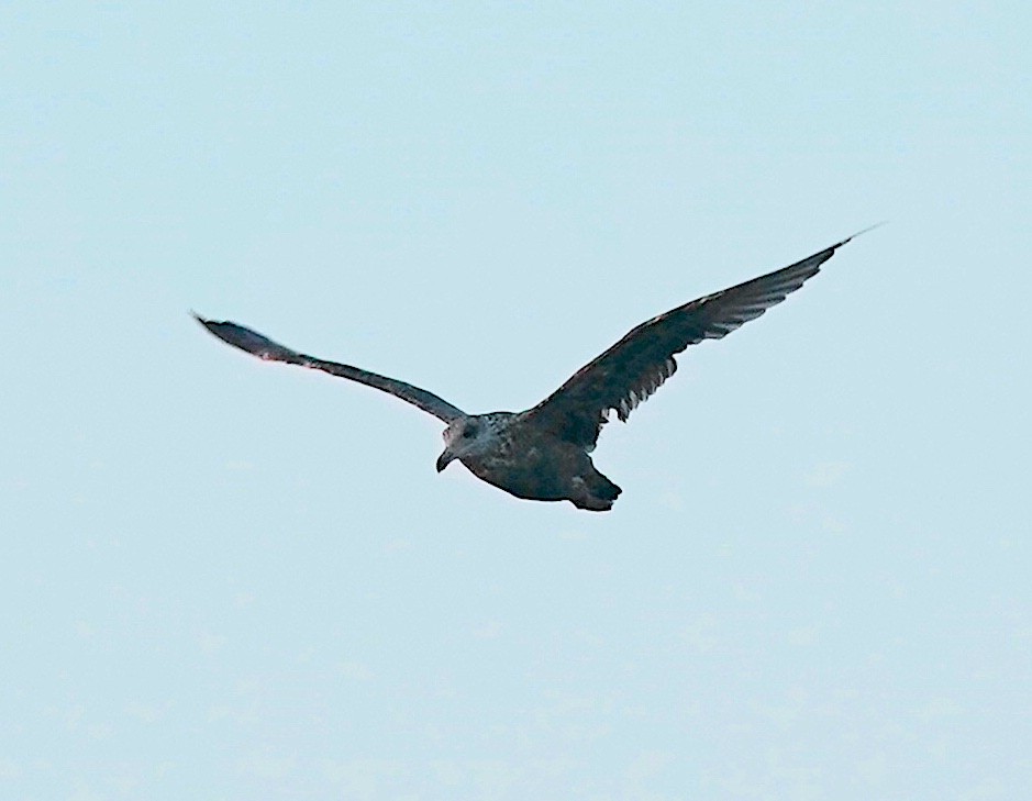 American Herring Gull - ML640084379