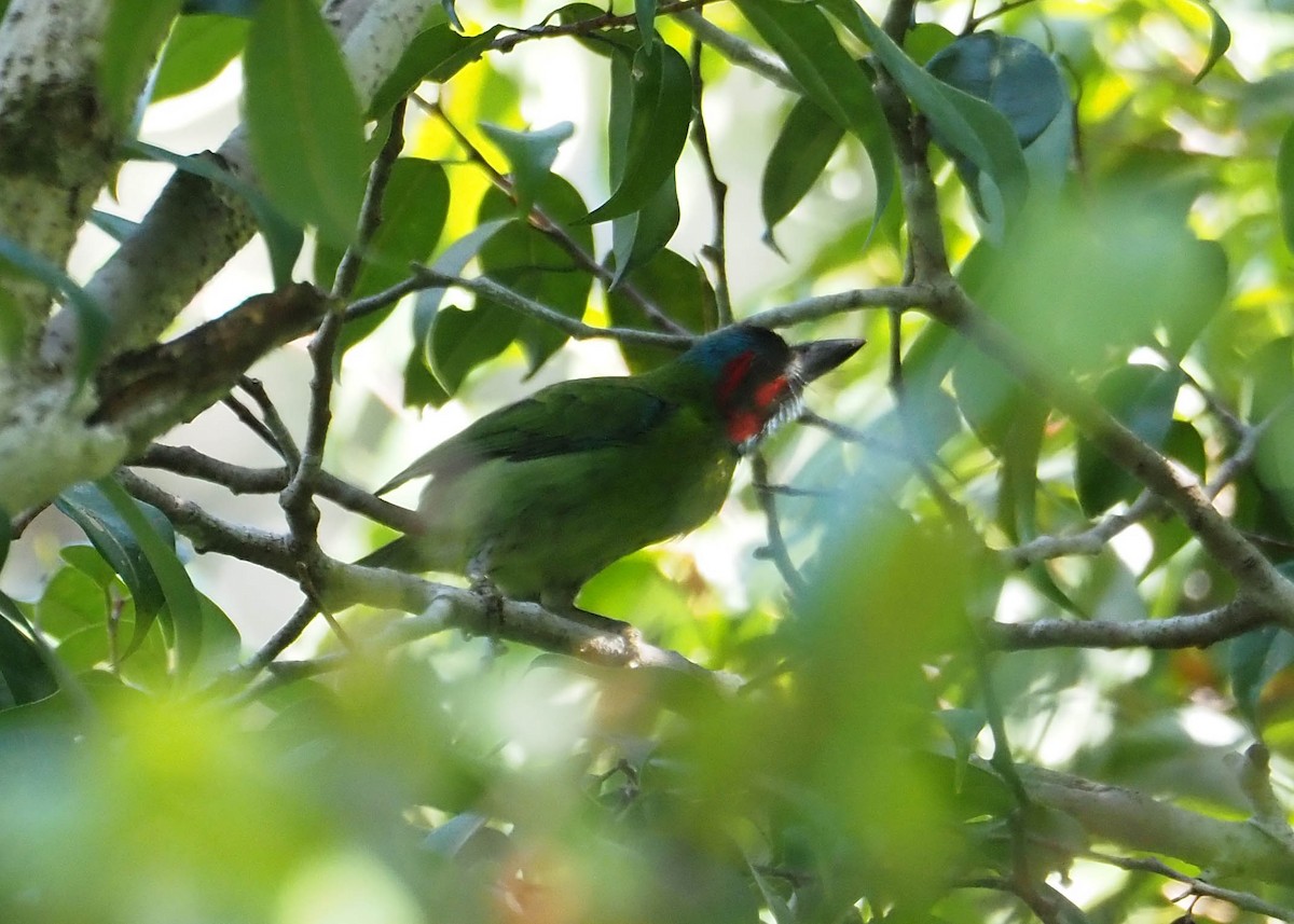 Black-eared Barbet - ML640084396