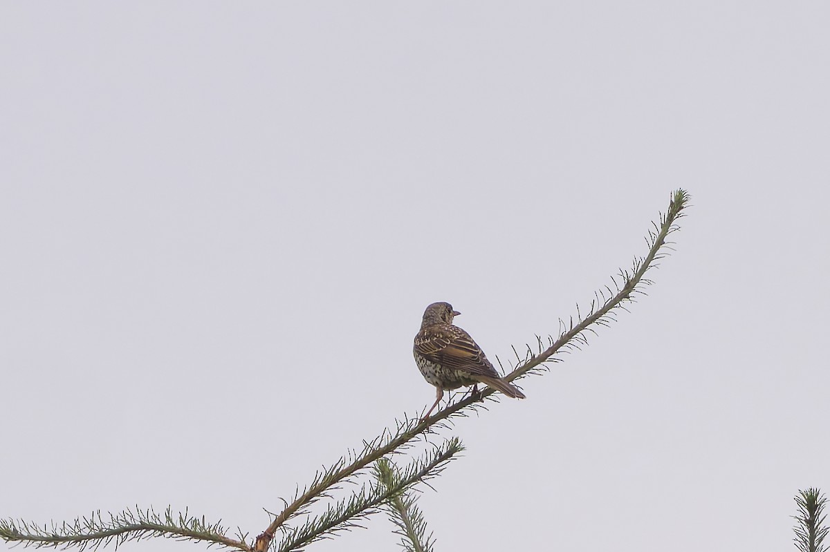 drozd brávník - ML640084447