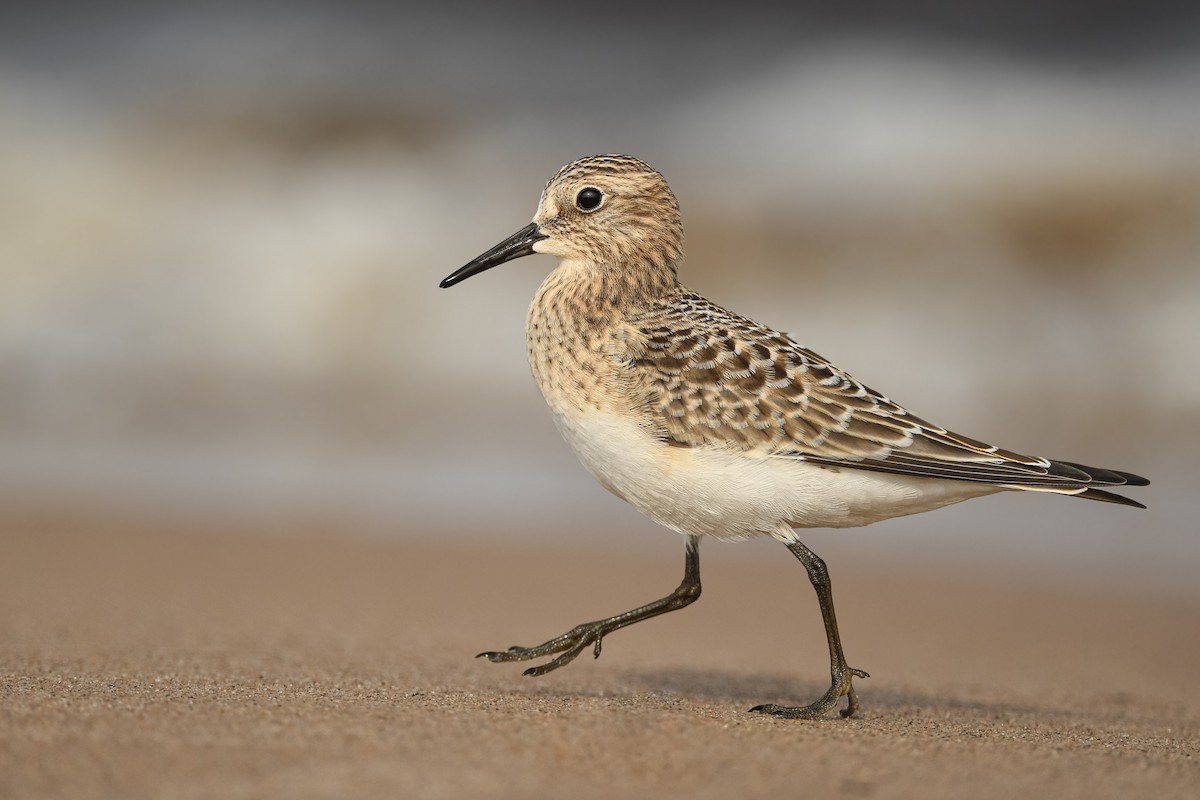 Bairdstrandläufer - ML640084449