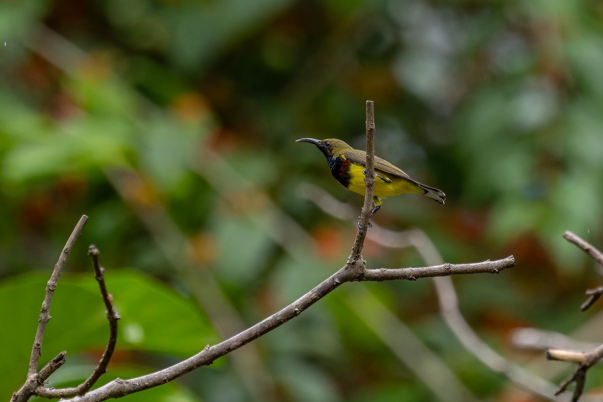 Ornate Sunbird (Ornate) - ML640084452