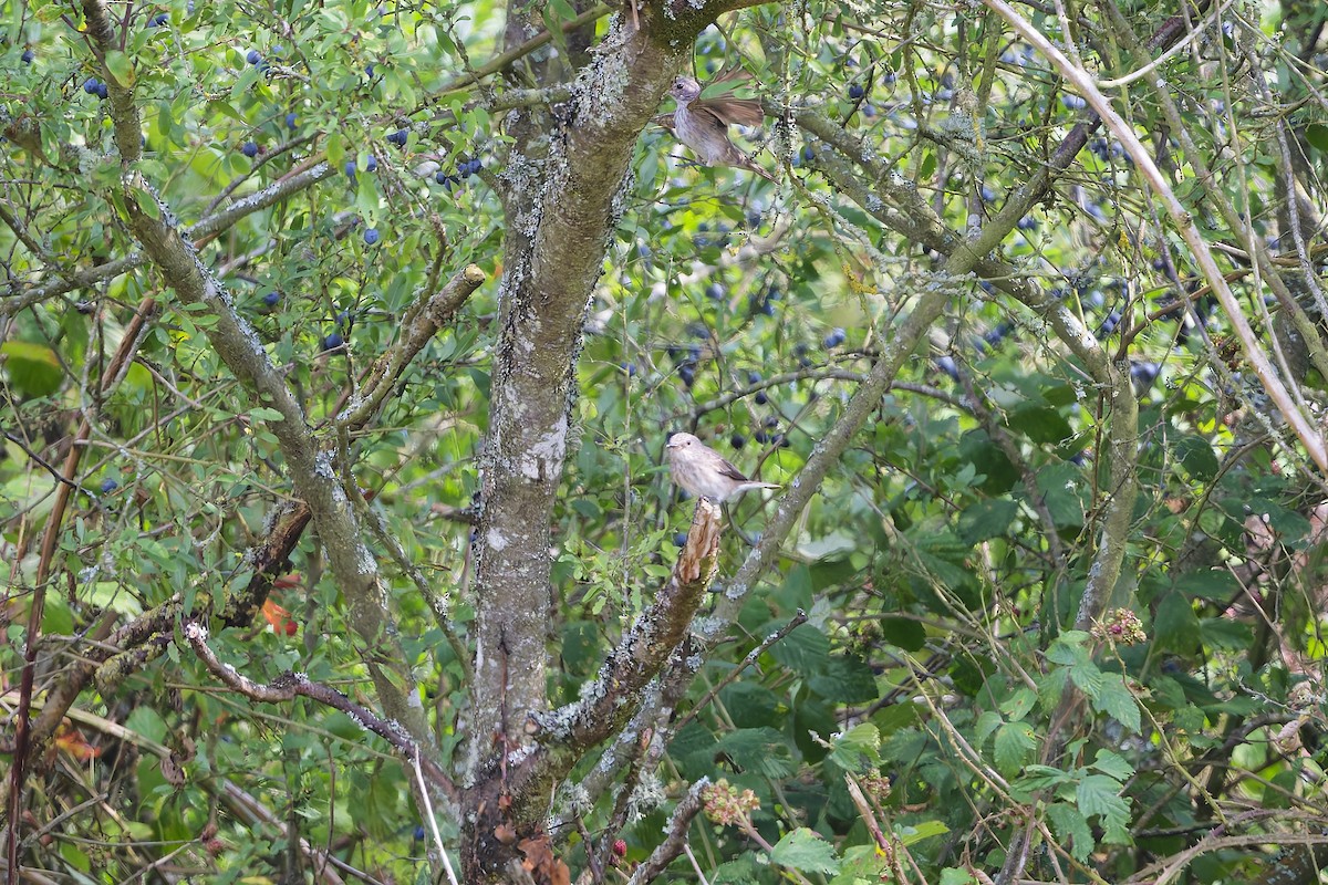 lejsek šedý - ML640084455