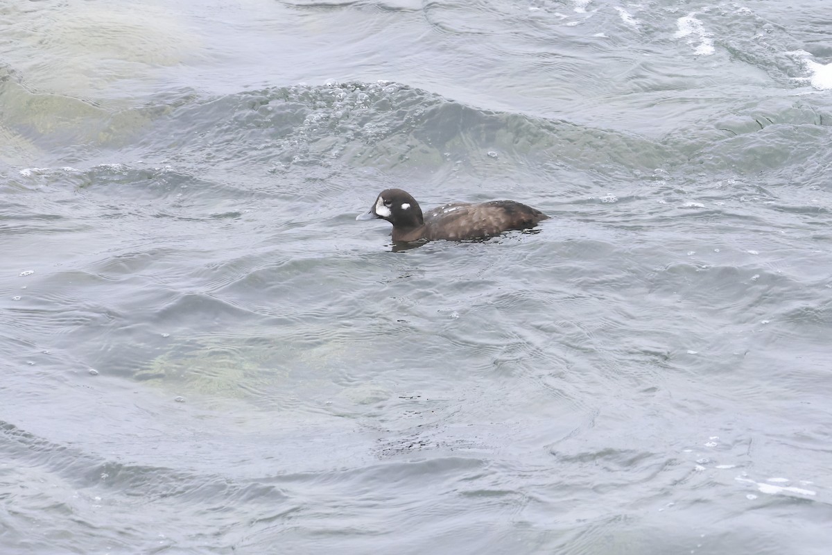 Harlequin Duck - ML640084483