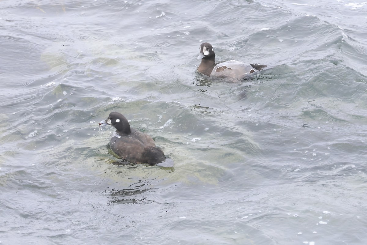 Harlequin Duck - ML640084484