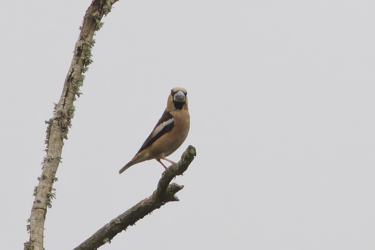 dlask tlustozobý - ML640084491