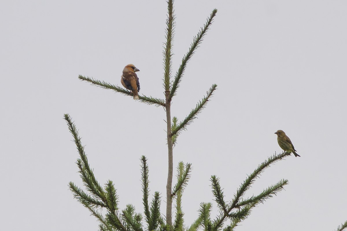 dlask tlustozobý - ML640084492