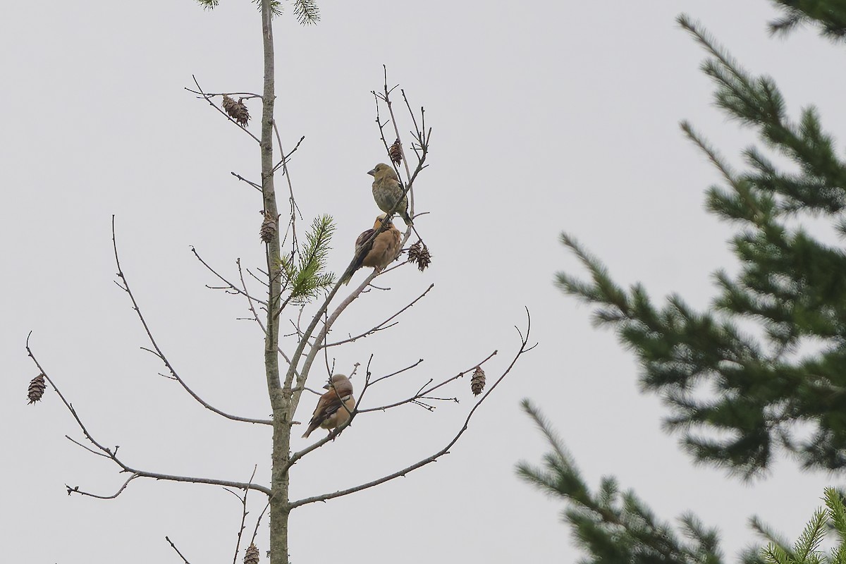 dlask tlustozobý - ML640084493