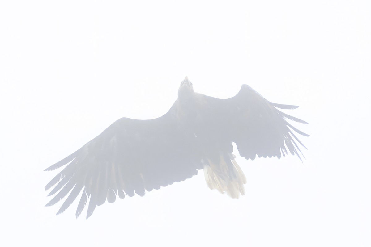White-tailed Eagle - ML640084582