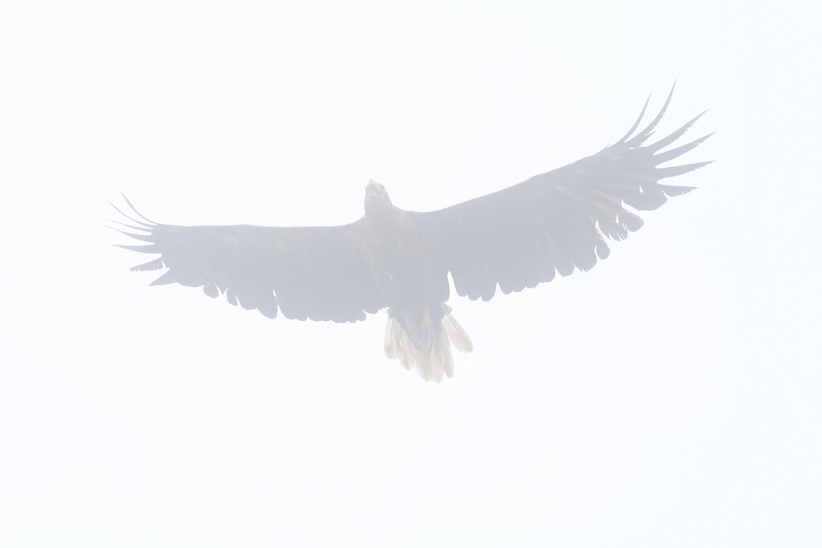 White-tailed Eagle - ML640084583