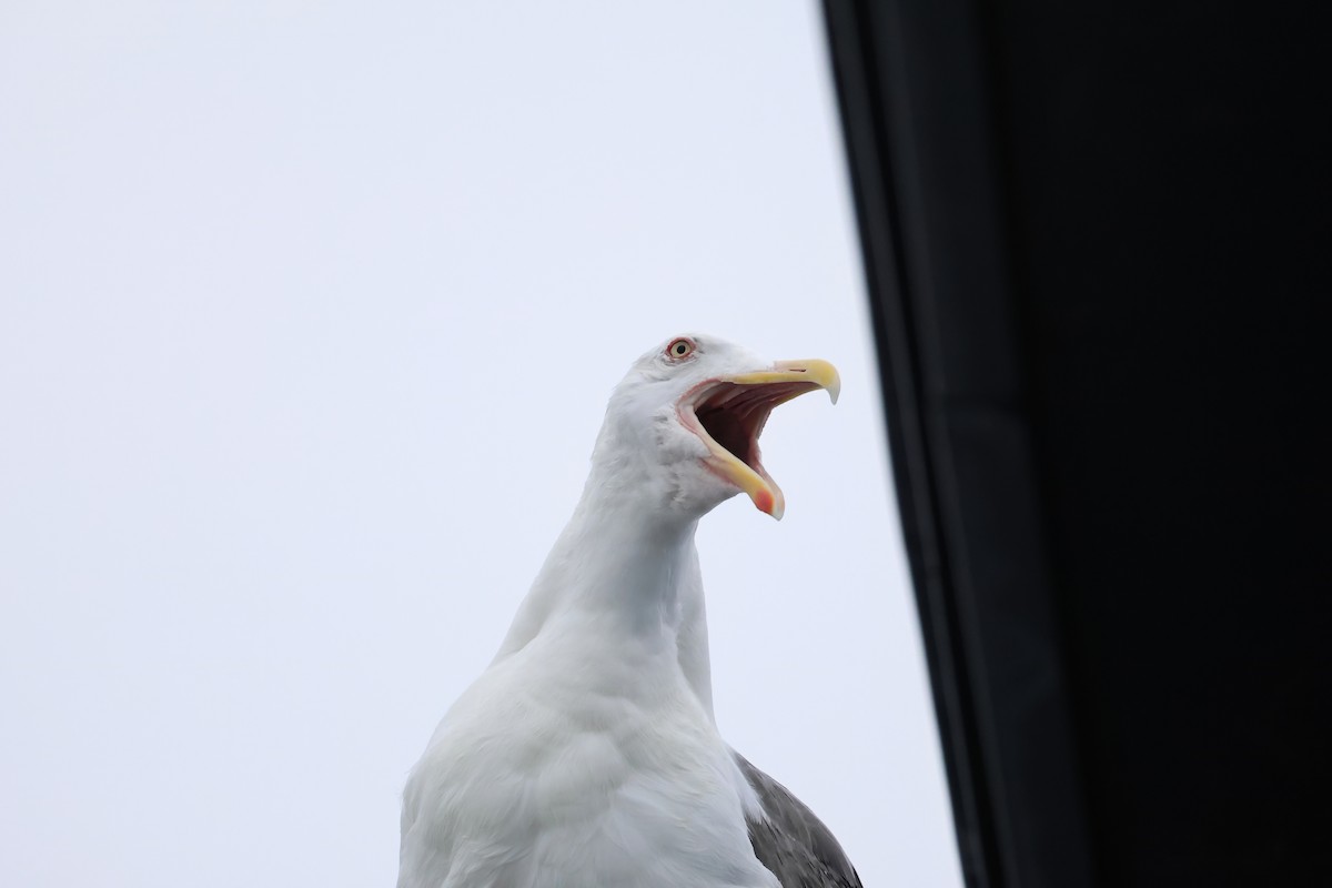 Slaty-backed Gull - ML640084629