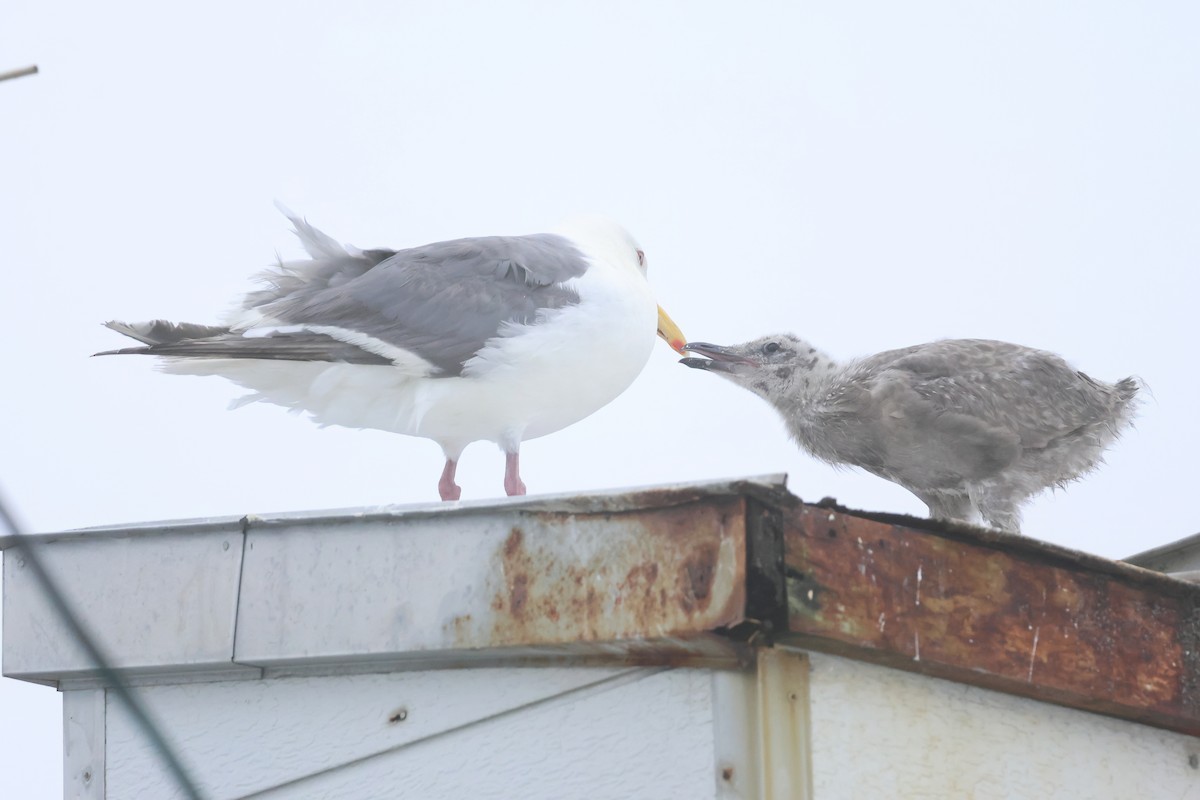 Slaty-backed Gull - ML640084632