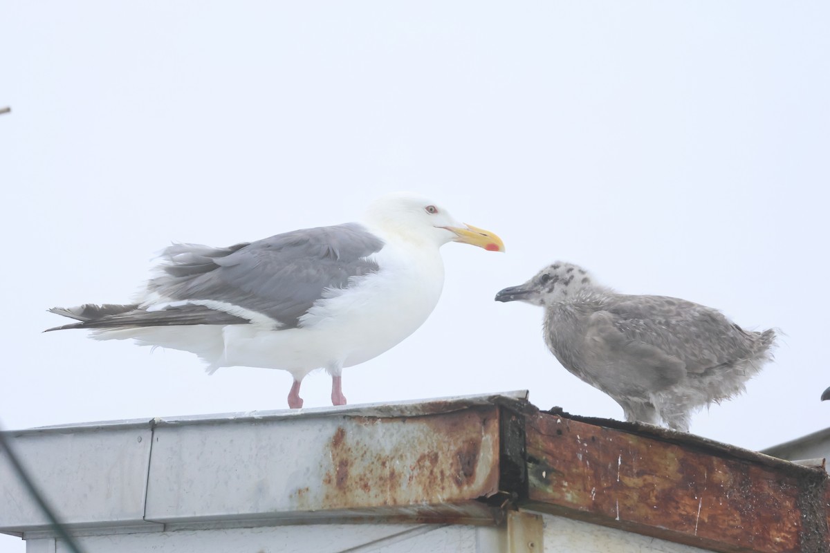 Slaty-backed Gull - ML640084633