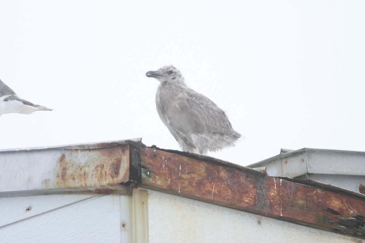 Slaty-backed Gull - ML640084641