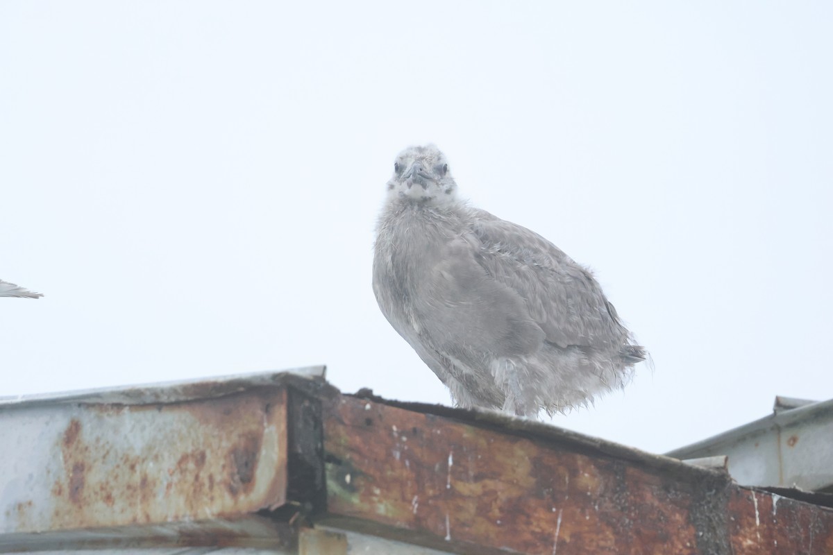 Slaty-backed Gull - ML640084642