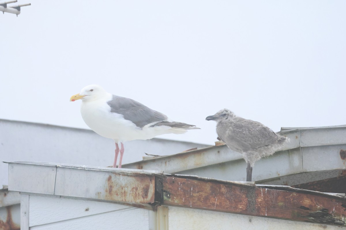 Slaty-backed Gull - ML640084643