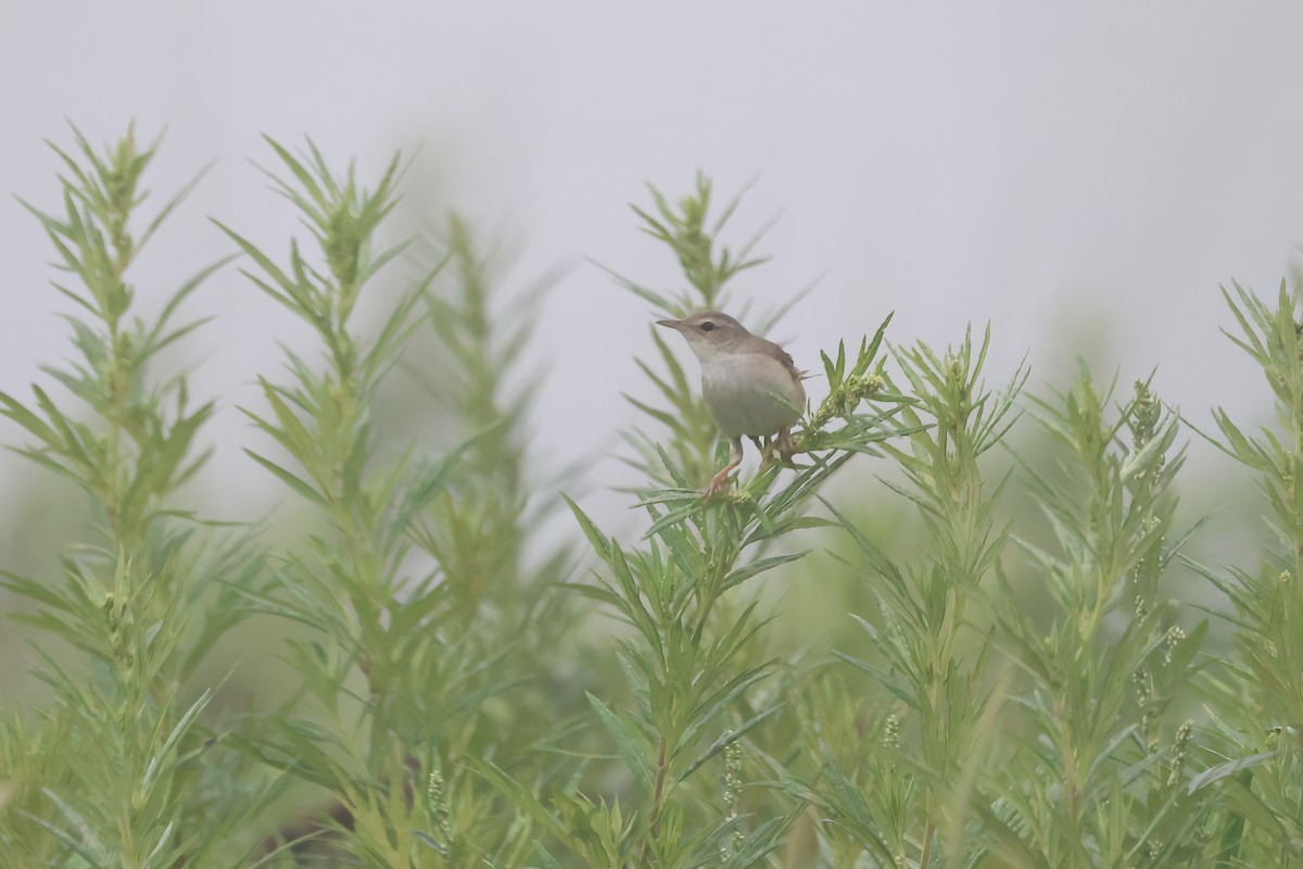 Middendorff's Grasshopper Warbler - ML640084661