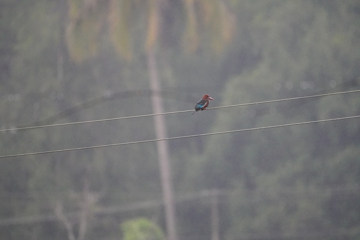White-throated Kingfisher - ML640084667