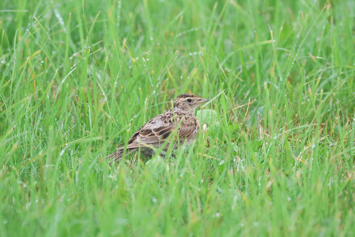 Eurasian Skylark (Far Eastern) - ML640084672