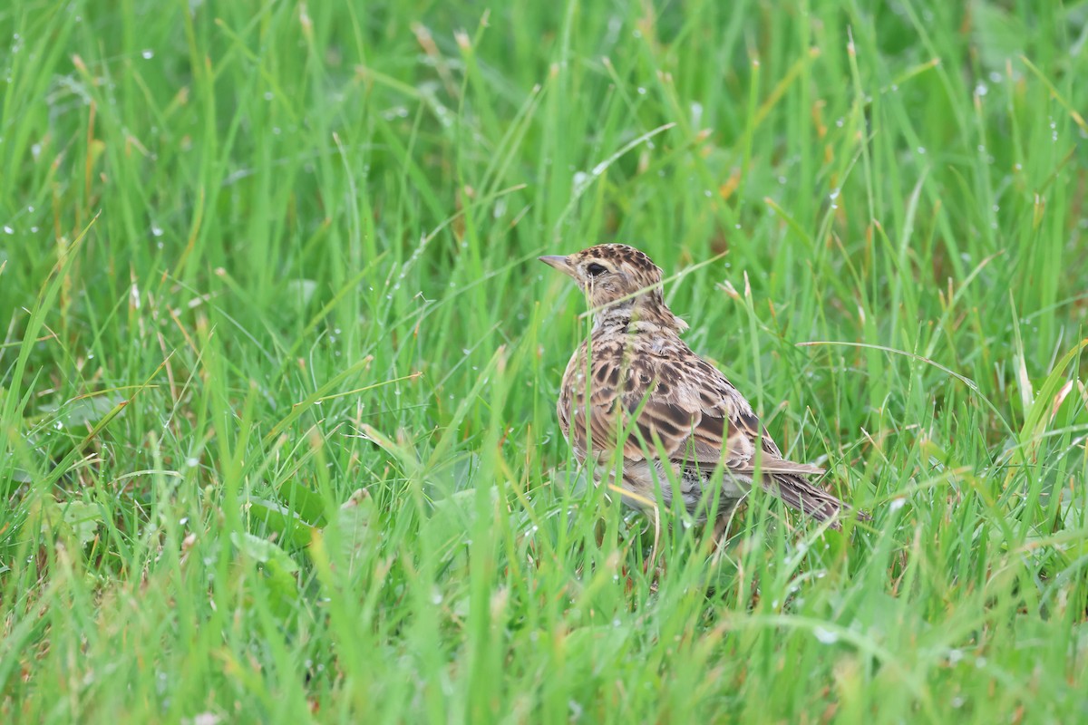 Eurasian Skylark (Far Eastern) - ML640084674