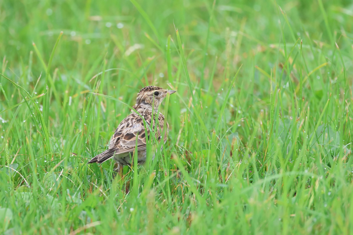 Eurasian Skylark (Far Eastern) - ML640084675
