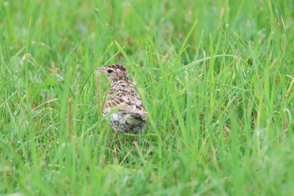 Eurasian Skylark (Far Eastern) - ML640084678