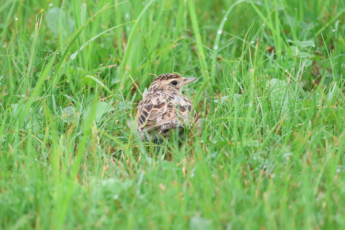 Eurasian Skylark (Far Eastern) - ML640084679