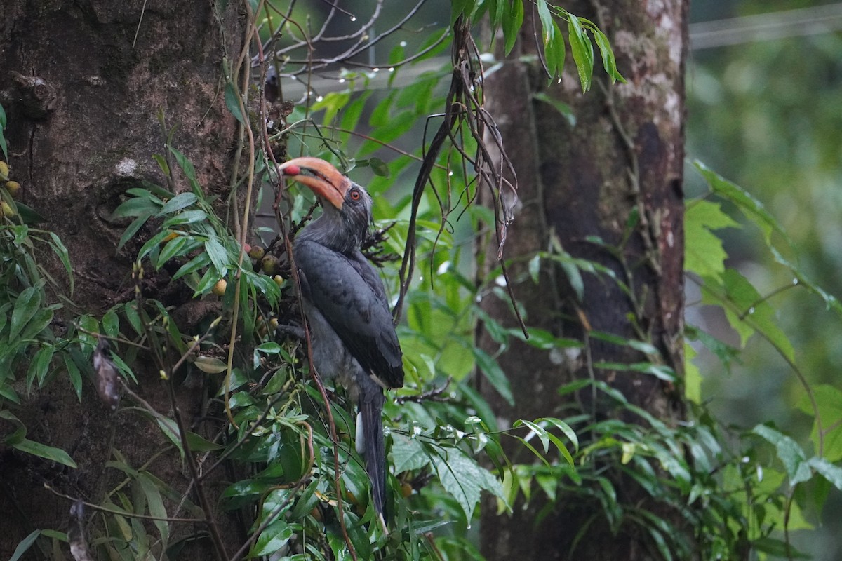 Malabar Gray Hornbill - ML640084750
