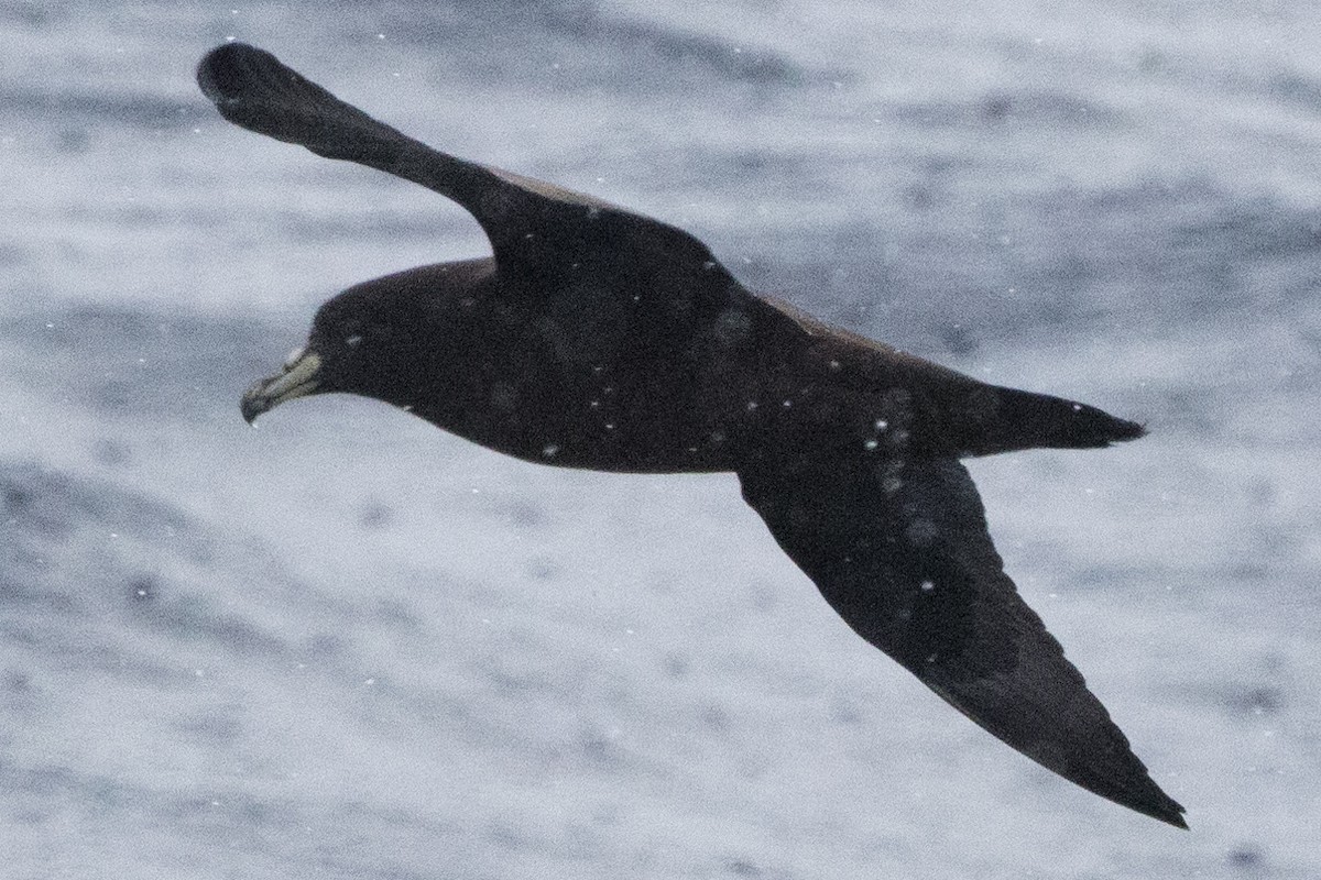 White-chinned Petrel - ML640084889